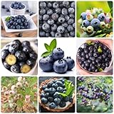 500 Pcs Blaubeeren Pflanzen Samen - Bonsai Samen, Frisches Obst Heidelbeeren Samen, Vaccinium, Geschenke Für Gartenliebhaber Hochbeet Samen, Deko Obst Säulenobst Obstsamen Winterharte