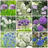 12 pcs allium zwiebeln kaufen pflanzendeko topfpflanzen zimmerbonsai bonsai zierlauch - riesenlauch - winterlinge zwiebeln winterhart mehrjährig blumenzwiebel geschenke für