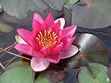 WASSERPFLANZEN WOLFF - Nymphaea 'James Brydon' im Pflanzkorb...