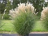 10 x Miscanthus sinensis 1 Liter (Ziergras/Gräser/Stauden) Chinaschilf ab 3,19 pro Stück