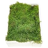 Blumigo Plattenmoos - Frisches Moos - 1 Box mit 4 Ebenen je ca. 35x25 cm - Zum Basteln von Gestecken - Echtes Plattenmoos - Greenery - Natur