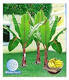 BALDUR Garten Winterharte Bananen Pflanze 'rot', 1 Pflanze, Musa Basjoo Red Bananenpflanze, Bananenbaum, mehrjährige und winterharte Staude, Bananen-Früchte essbar