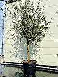 Olivenbaum - Höhe 170 -190 cm, stammumfang 20 - 40cm, ca. 35 jahre alt, oliven, olea europea, A+