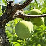 Pflaumenbaum samen、 pflanzen garten、Farbenprächtige bäume garten winterhart bio saatgut、pflanzen winterhart draußen bonsai topf、bäumchen für garten säulenobst 5pcs