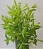 weißblühende Weigelie Weigela Snowflake 40-60 cm hoch im 3 Liter Pflanzcontainer