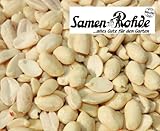 Erdnussbruch 2,5 kg im Sack, Samen Rohde Premium Qualität, 2.500g Gebinde, Vogelfutter