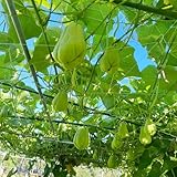 250 pcs chayote samen bio - alte gemüsesorten samen deko büro,Sechium edule, gemüsebeet nachhaltige geschenke für frauen kleine geschenke pflanzenkübel gemüsepflanzen winterfeste pflanzen