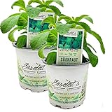 Stevia - Süßkraut - Stevia Rebaudiana 2 Pflanzen, Frische Kräuter Pflanze