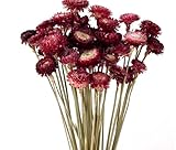 YunBey 40 Stücke Strohblumen Trockenblumen, Natürliches Helichrysum Blumenstrauß für Home Decor, Hochzeitsdekoration, Handwerksprojekte, Boho-Stil Blumenarrangements