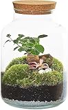 Flaschengarten Komplettset Bonsai Baum Zimmerpflanzen Pflanzen Terrarium Ökosystem im Glas - Terrarium Pflanzen Deko 25 cm