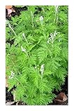 Exotic Plants Artemisia afra - Lanyana - Duft-Eberraute - 10 Samen