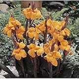 Canna-Zwiebeln, Perfekt FüR Den Innen DüRretolerant, Einzigartiges Farbspiel, Mehrfarbig Ertragreicher, Winterhart AußEnbereich, Trockenheitstolerant, 3zwiebeln-i