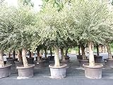 Olivenbaum 200-250 cm 'Pablo' Stammumfang 50-70 cm winterharte Olive, Olea europaea