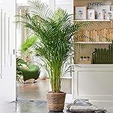 Gardener's Dream Areca Palme (Goldfruchtpalme) - XXL Zimmerpflanze, Tropisch, Immergrüne Zimmerpflanzen, Groß & echt, Pflanzen Größe inkl. Topf 80-90 cm, Palmen-Pflanze für Zimmer, Büro usw.