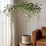 500 pcs jasmin pflanze samen - wildblumenwiese saatgut mehrjährig, seed （Jasminum sambac） blumensamen geschenk, pflanze blumensamen gastgeschenk, samen gartensamen, kübelpflanzen winterhart