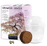 HappySeed GROW2GO Bonsai Starter Kit Anzuchtset - Pflanzset aus Mini-Gewächshaus, Samen & Erde - nachhaltige Geschenkidee für Pflanzenfreunde (Afrikanischer Blauregen)
