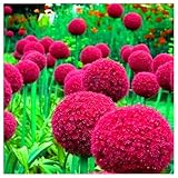Allium Zwiebeln, Winterhart pflanzen, Zierblumen,Allium,Mehrjährige Blumenzwiebel, Zierlauch Zwiebeln Winterhart MehrjäHrig-5 Zwiebel-b