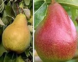 Duo-Birnenbaum mit den Sorten 'Gute Luise' & 'Rote Williams' ca. 140-160cm im 10L-Topf