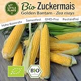 Little Plants BIO Mais Samen 30 Maissamen Golden Bantam Zuckermais Gemüsesamen für Gemüsegarten Samenfest Gemüse Samen für Küche, Balkon und Garten