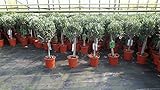 Olivenbaum Stamm Olive 80-100 cm hoch, beste Qualität, Olea Europaea