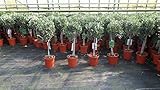 Olivenbaum Stamm Olive 80-100 cm hoch, beste Qualität, Olea...