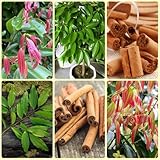 Zimt, kräuterbeet balkon heilkräute Cinnamomum cassia, kräutergarten geschenk küchenkräuter stauden winterhart mehrjährig 100Samen