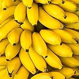 Rotyroya 50 Stück Pflanzensamen, Zwerg-Bananenbaum-Samen, Mini-Bonsai-Frucht, Hausgarten, Büro, Pflanzendekoration Bananensamen