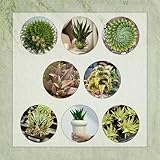 40 Pcs Aloe Vera Pflanze Samen - Sukkulenten, Zimmerpflanzen, Sukkulenten Echte Pflanzen Samen, Succulent Plants, Bonsai Samen, Bodendecker Winterhart Mehrjährig, Seltene Samen, Winterharte