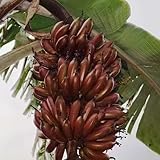 bananenbaum winterhart samen, bananen samen - obstbäume kaufen seeds obstsamen bio saatgut winterharte pflanzen für garten obstbäume deko pflanzen bio saatgut säulen obstbäume pflanzen 50pcs