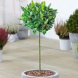 Standard Küchen Lorbeerbaum | Laurus 'Nobilis' | Immergrüner aromatischer winterharter kleiner Gartenpatiostrauch | Premium-Kräuterexemplar der Spitzenklasse