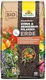 Neudorff NeudoHum Zitruserde 40L - torffreie mediterrane PflanzenErde - Bio Olivenbaum Erde für alle Mediterranpflanzen wie z.B. Palmen, Oleander und Zitronen - Zitruspflanzenerde ohne Torf
