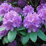 Rhododendron Hybride 40-50 cm Alpenrose Frühlingsblüher...