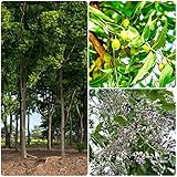 neem baum samen - Azadirachta indica - Niembaum - baumsamen - Seltene Pflanzen serie - balkon garten robuste balkonpflanzen winterhart garten pflanzen winterharte 80Stück