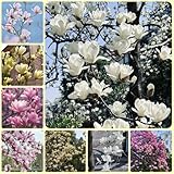 Magnolienbaum - winterharte für garten bio alte sorten gartenpflanzen winterhart mehrjährig geschenke für gartenfreunde bonsaibaum 20Samen