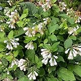 beinwellsamen winterharte kübelpflanzen blumensamen balkonpflanzen winterhart dachbegrünung pflanztopf steingartenpflanzen winterhart, deko topfpflanzen 200samen