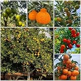 8 pcs orangenbaum winterhart samen, balkon pflanze, samen balkon mandarinenbaum samen - Citrus reticulata - säulenobst, geschenke winterharte stauden, pflanzen für garten säulenobstbäume