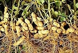 100 Samen Arachis hypogaea, keimfähige Erdnuss Samen, peanut seeds, keimgetestet