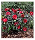 BALDUR Garten Winterharter Hibiskus Summerific® Midnight Marvel, 1 Pflanze, Staudenhibiskus, mehrjährig, Riesenblüten, blühend, Schnittblume, Hibiscus moscheutos