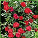 Kletterrose Santana in Rot - Kletter-Rose winterhart & duftend - Pflanze für Rankhilfe wurzelnackt/Wurzelware von Garten Schlüter - Pflanzen in Top Qualität