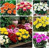 Zwerg Dahlien Knollen Kollektion, 5 Dahlien Blumenzwiebeln Sorten Mischung aus Holland, echte große Dahlien Pflanzen Mix mit Blumen für Garten und Töpfe (kein Samen, nicht künstlich und winterhart)