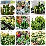 500 Kakteen Samen Kleine Kakteen Gartenpflanzen Winterhart MehrjäHrig Mini Kakteen Cactus Blossoms Zimmerpflanzen Gartendeko FüR DraußEn Kaktus Pflanze Bodendecker