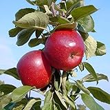 Säulenapfel Skyline Scooter sehr schmackhafte süße Sorte Apfel ca. 150-170 cm 7,5 Liter Topfballen