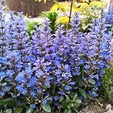 100 pcs kriechender günsel samen, schnittblumen samen, zimmerpflanzen samen (Ajuga reptans) balkon blumensamen, balkonpflanzen wildblumensamen, balkon blumensamen als gastgeschenk,