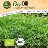 Little Plants BIO Dill Samen 500 Dill Kräutersamen für Kräutergarten Hochbeet Samenfest Kräuter Samen für Küche, Balkon und Garten Küchenkräuter