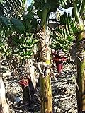 Indische Banane -Musa thomsonii- 10 frische Samen