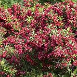 Rote Weigelie Red Prince Weigela winterhart mehrjährig sonnig bis schattig (Liefergröße: 40-60 cm)