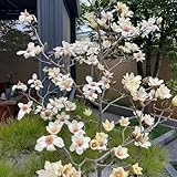 Magnolienbaum - gartenpflanzen winterhart mehrjährig garten bio alte sorten kaufen zierbaum exotische zimmerbonsai 60Samen