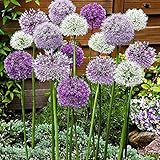 6 Stück Mix Allium Zwiebeln Duft Allium giganteum Outdoor Flowers Gardens Mehrjährige Kräuter Blühende Frühlingszwiebel Zwiebel zum Pflanzen jetzt