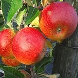 Apfelbaum Cox Orange Renette schwachwachsend 1jährige Spinde 80-120 cm im 5 L Topf Unterlage M9