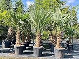 Sunny Tree - Palme - TRACHYCARPUS FORTUNEI -Chinesische Fächerpalme - HANFPALME - 140-160 CM Inklusif Topf - Stammhöhe 30-35 cm - WINTERHART bis -18 - Topf Ø 33 cm